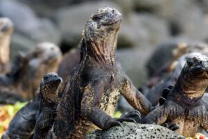 Classic Galapagos Wildlife Discovery Tour