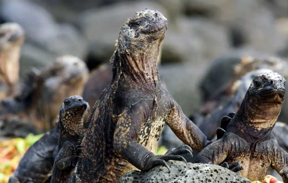 Classic Galapagos Wildlife Discovery Tour
